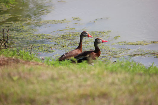 Sitting Ducks - Stephen Annese