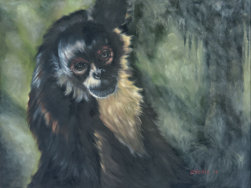 Spider Monkey - Lunonia Colella