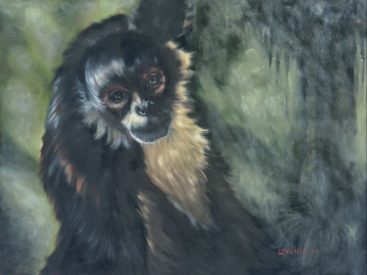 Spider Monkey - Lunonia Colella