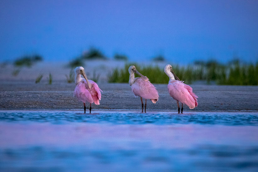 Spoonbill Preening - Eric Horan