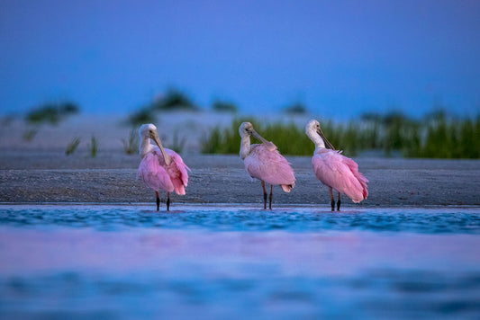 Spoonbill Preening - Eric Horan