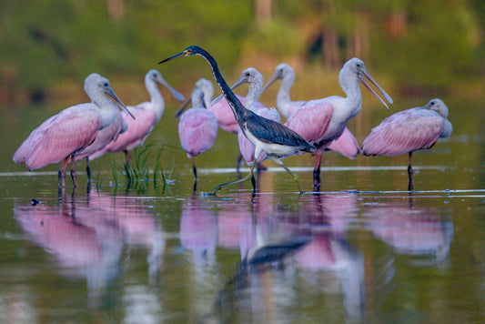 Tri-color Heron and Pink - Eric Horan