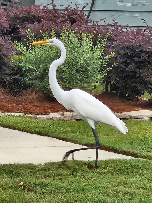 White Egret Walking - Stephen Annese