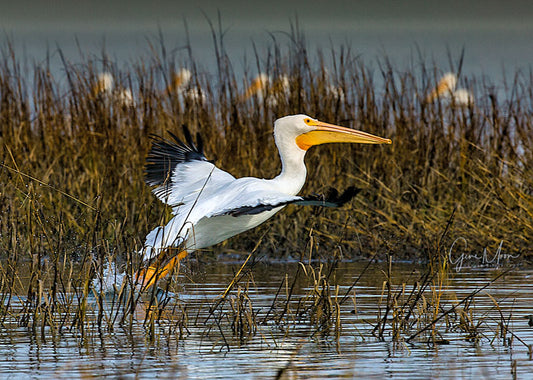 White Pelican Takes Off - Gene Moon