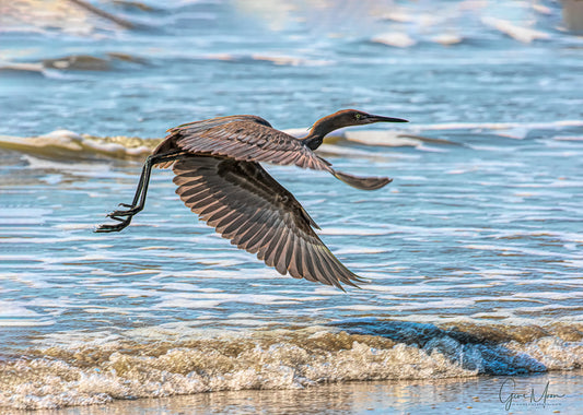 Heron flying photograph