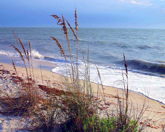 Sea Oats, beach photograph