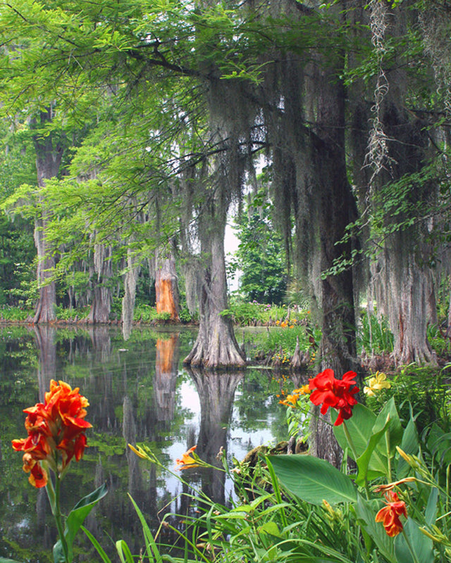 Cypress swap photograph with red flowers