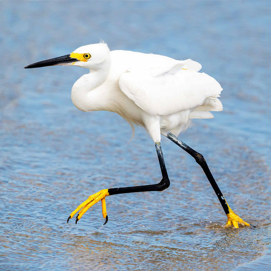 Snowy Egret in the water