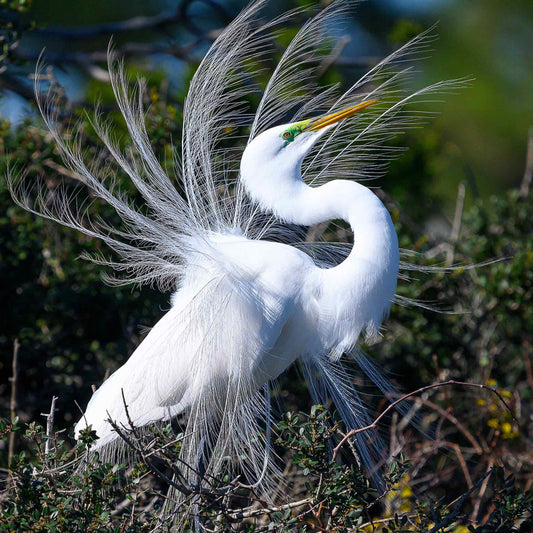 Egret photograph