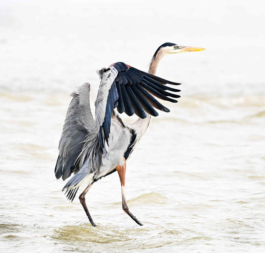 Heron in the water photograph