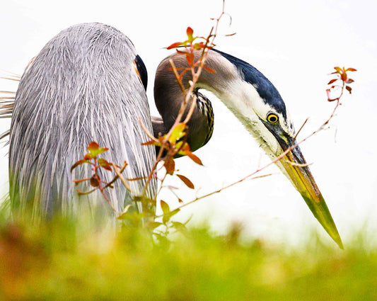 Heron photograph