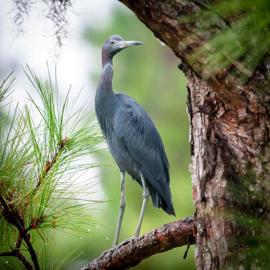 Little blue heron photograph