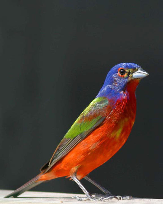 Painted Bunting Bird photograph