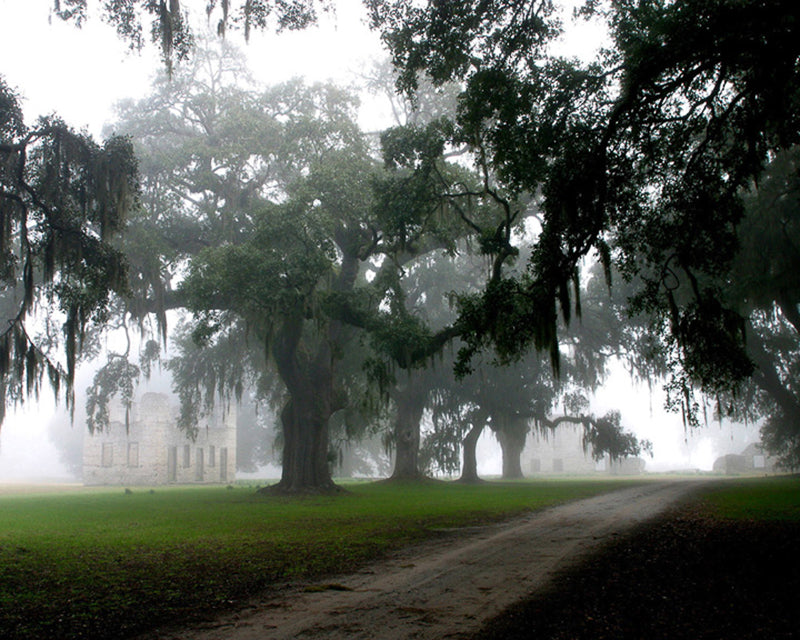 Foggy morning trees and tabby building