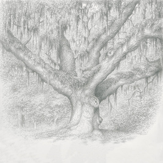 Secession Oak  - Richard Coyne