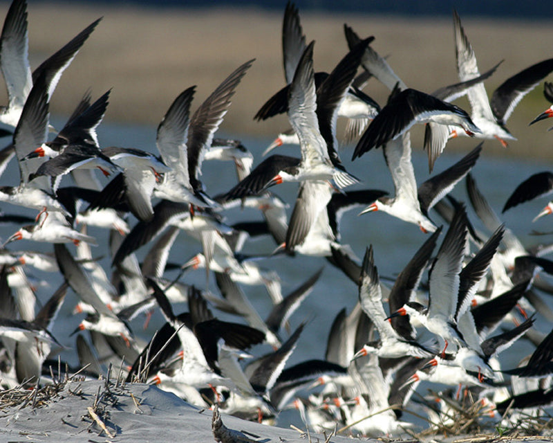 group of Skimmers Flying photograph