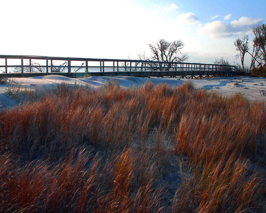 beach boardwalk with seagrass photograph