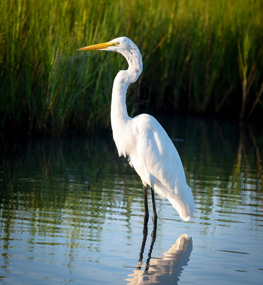 white egret photograph
