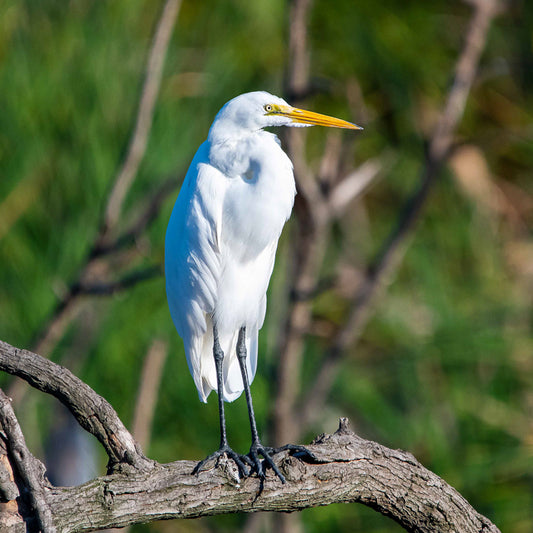 white egret photograph