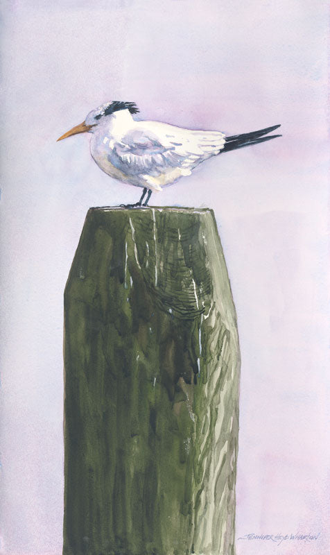 A Royal Tern - Jennifer Wharton
