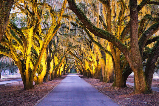 Ave of the Oaks at Night - Steven Higgins