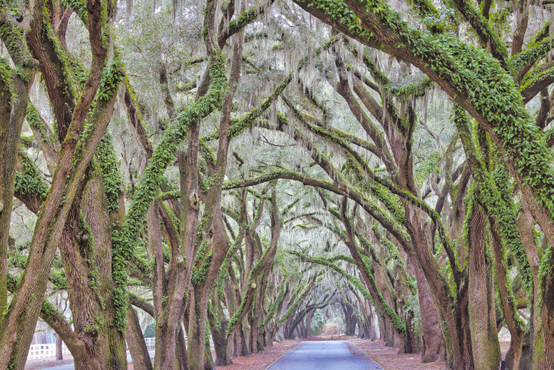 Avenue of the Oaks - Steven Higgins