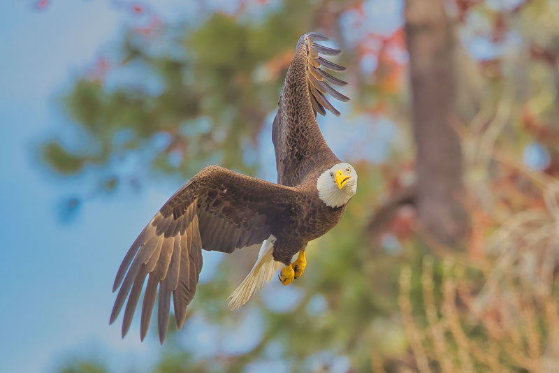 Bald Eagle in Flight - Steven Higgins