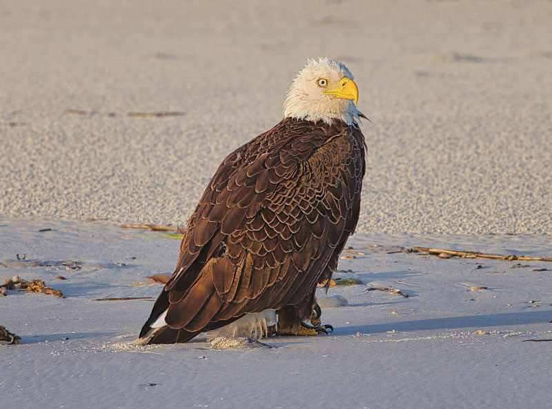 Bald on the Beach - Steven Higgins