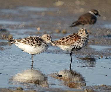 Beach Buddies - Sandpipers - Pete Schramm