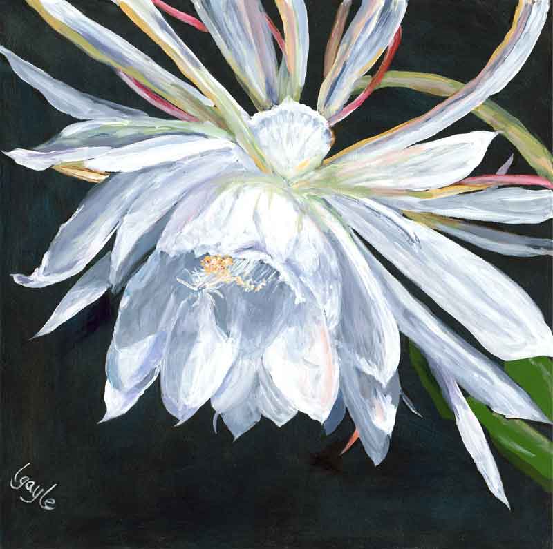 Big Cereus - Leslie Gayle