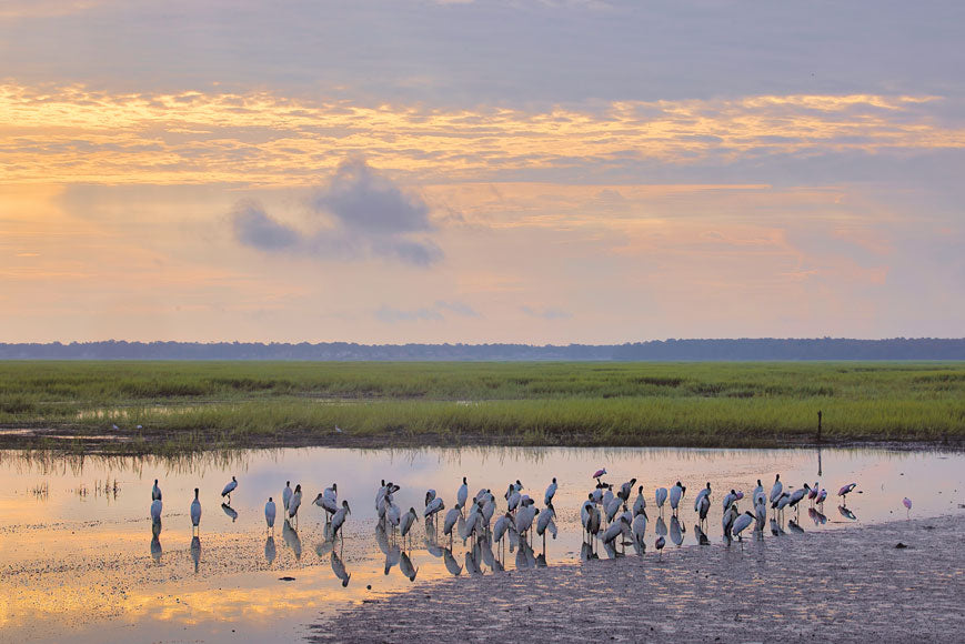 Birds at Sunrise in Belfair - Steven Higgins