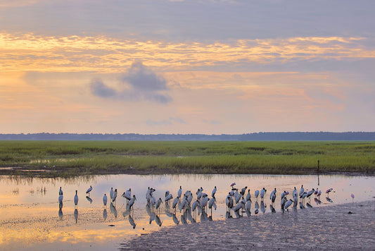 Birds at Sunrise in Belfair - Steven Higgins