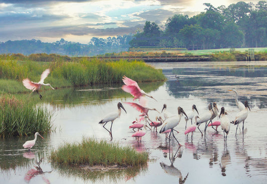 Birds on Duck Pond - Steven Higgins