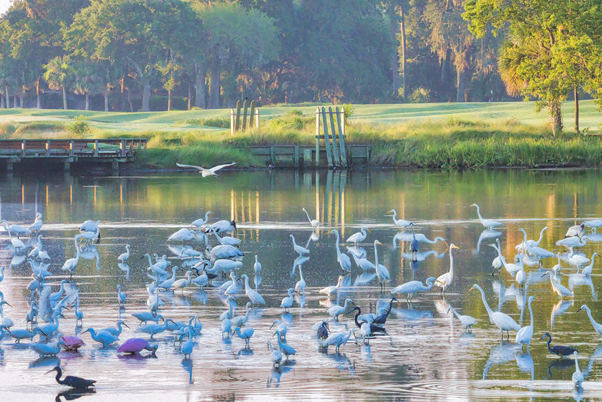 Birds on a Pond - Steven Higgins