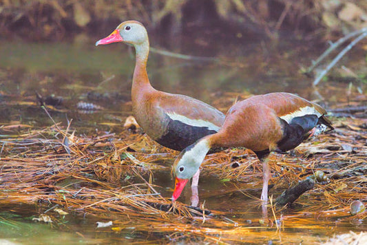 Black-Winged Whistling Ducks - Steven Higgins