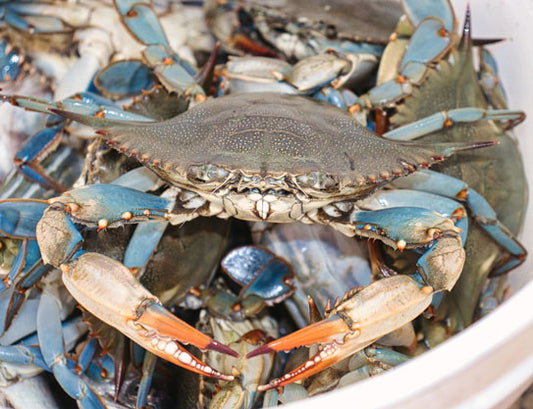 Blue Crab - Steven Higgins