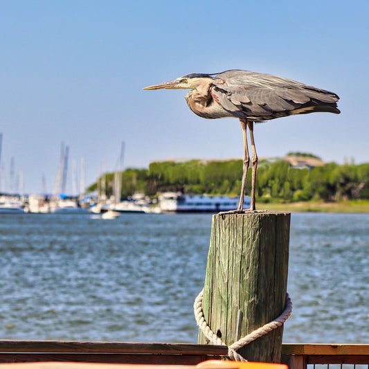 Blue Heron on the Lookout - Steven Higgins