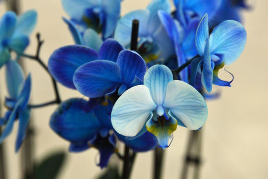 Blue Orchid- Richard Ball