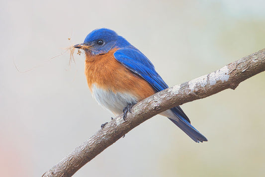 Bluebird Building Nest - Steven Higgins