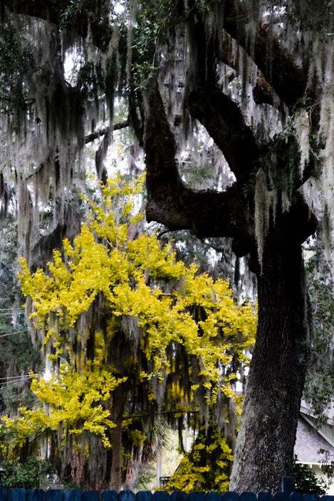 Bluffton Color - Pete Schramm