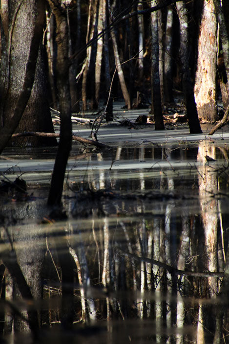 Bluffton Linear Trail Wetlands - Pete Schramm