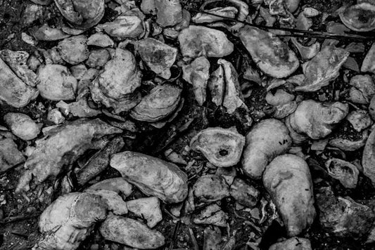 Bluffton Oyster Shells - Pete Schramm