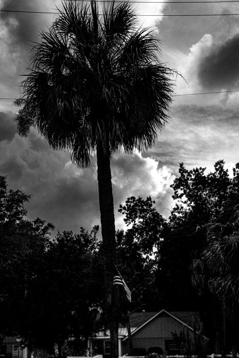 Bluffton Palm - Pete Schramm