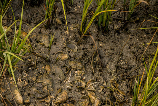 Bluffton Pluff Mud Soup - Pete Schramm