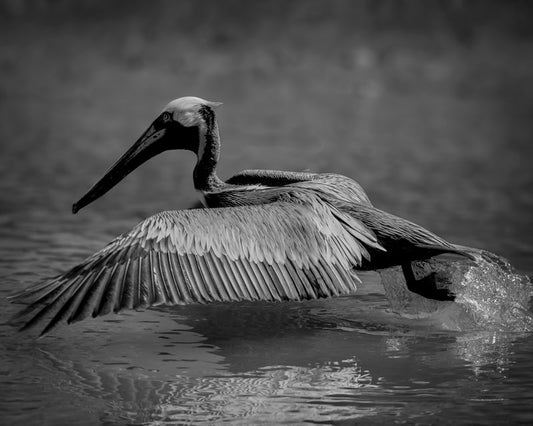 Brown Pelican - Pete Schramm