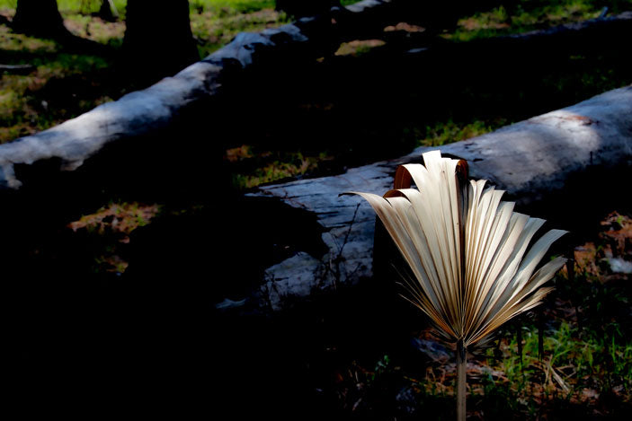 Cabbage Palmetto - Pete Schramm