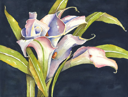 Calla Lilies - Penny Thompson