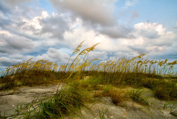 Capers Beach Dunes - Eric Horan