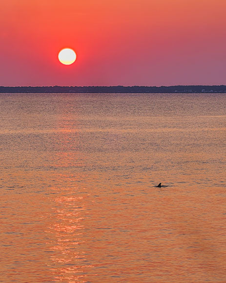 Dolphin at Sunrise - Steven Higgins