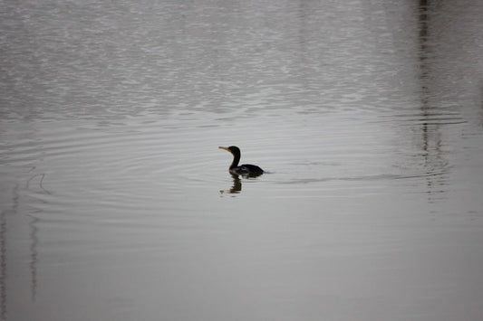Duck Fishing - Stephen Annese